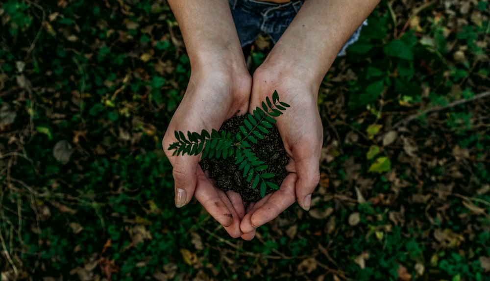 Hands holding green seedling in soil